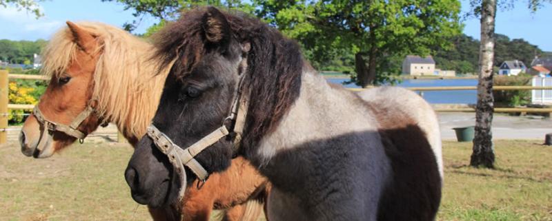 camping-lelac-balade-poneys